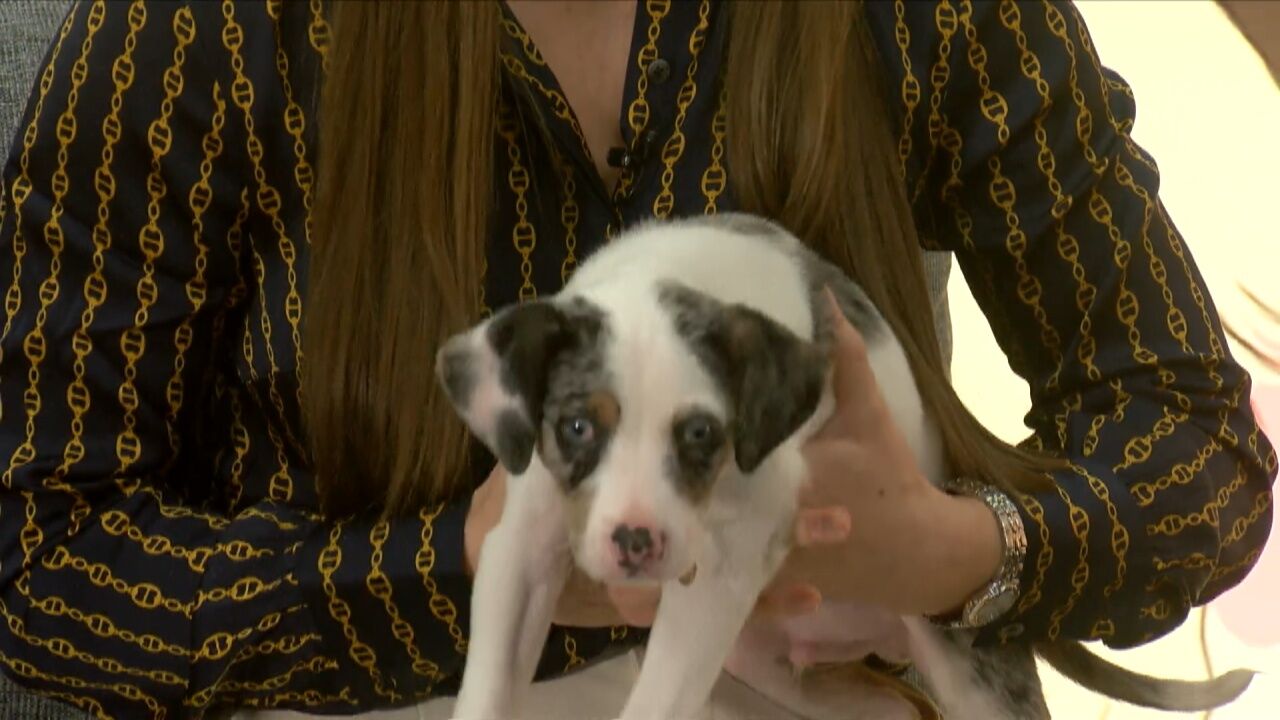 Pet Tuesday: Adopt Timmy! A Spunky Pup Looking For A Home Of His Own